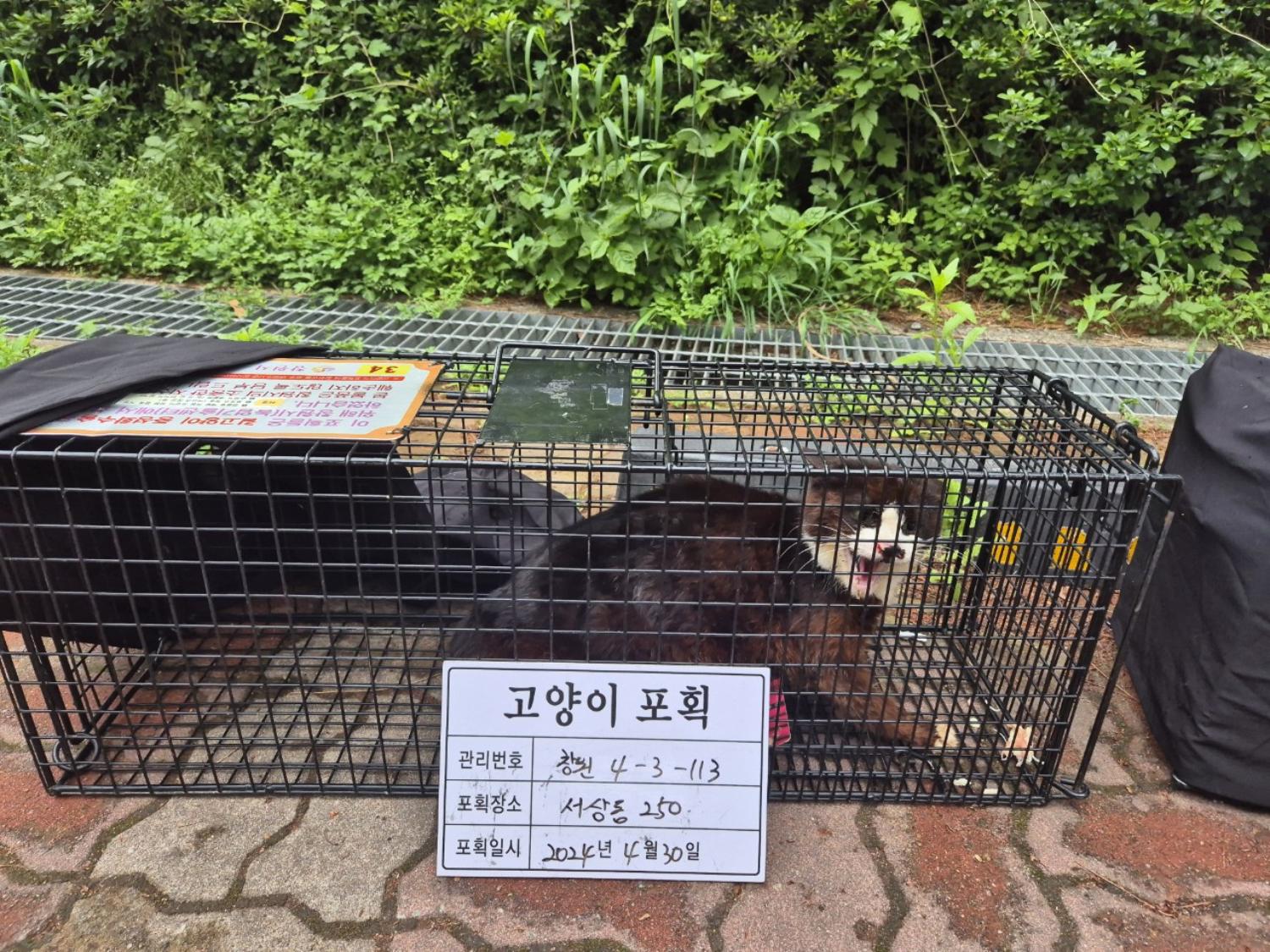 보호중동물사진 공고번호-경남-창원-2024-00473