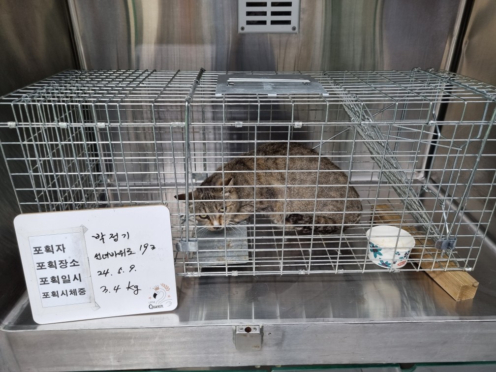 보호중동물사진 공고번호-인천-중구-2024-00150