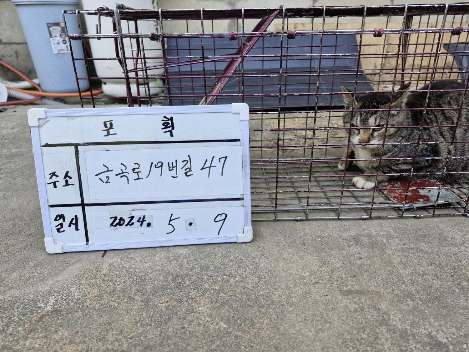 보호중동물사진 공고번호-경기-남양주-2024-00991