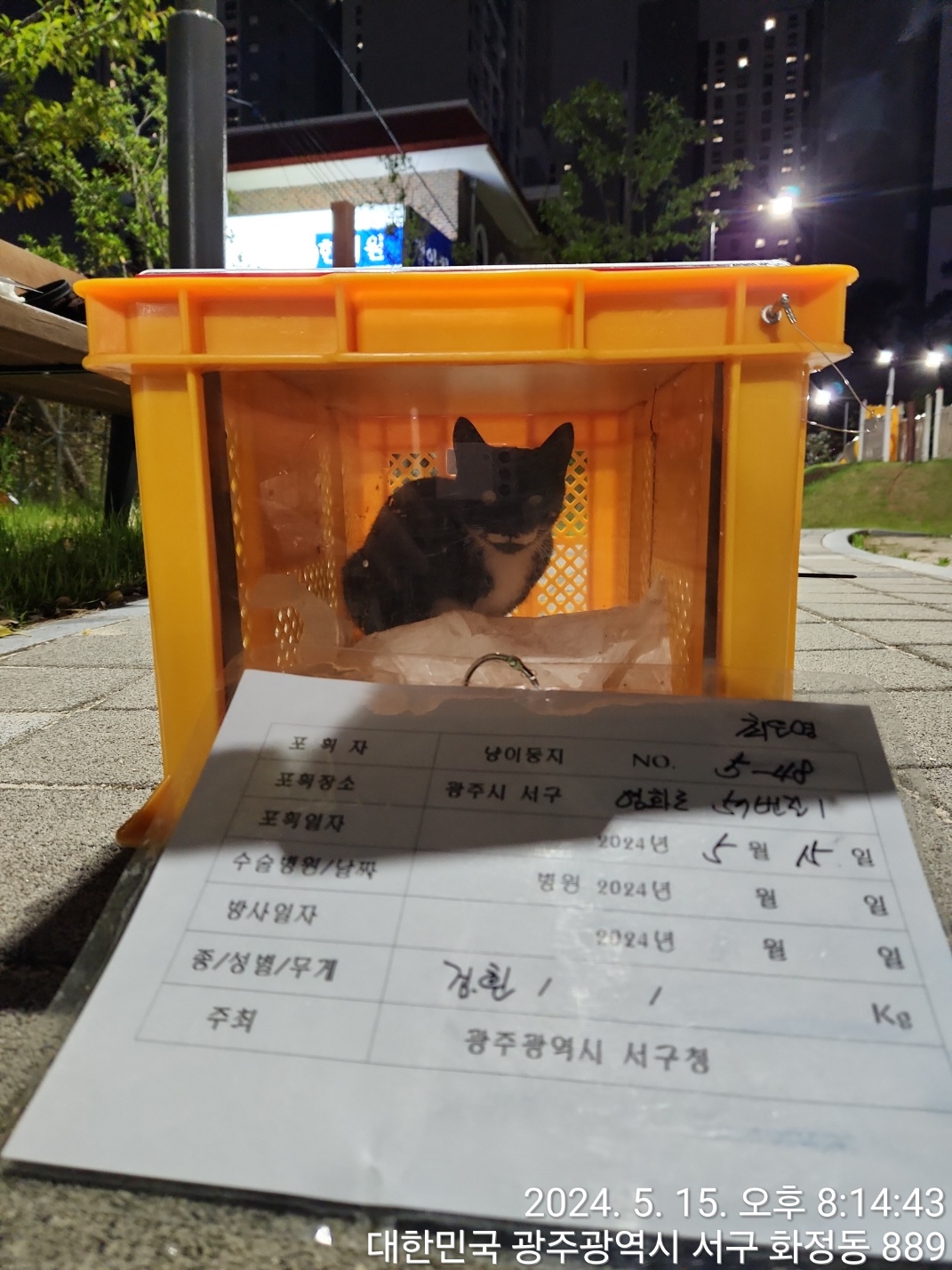 보호중동물사진 공고번호-광주-서구-2024-00244