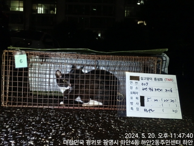 보호중동물사진 공고번호-경기-광명-2024-00311