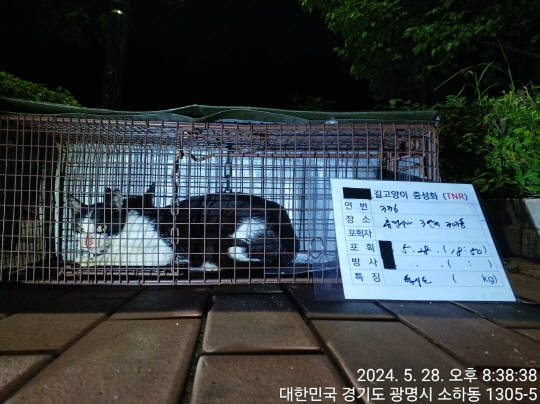 보호중동물사진 공고번호-경기-광명-2024-00339