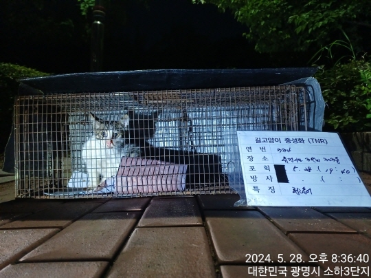 보호중동물사진 공고번호-경기-광명-2024-00337
