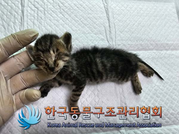 공고 번호가 경기-김포-2024-00367인 한국 고양이 동물 사진  