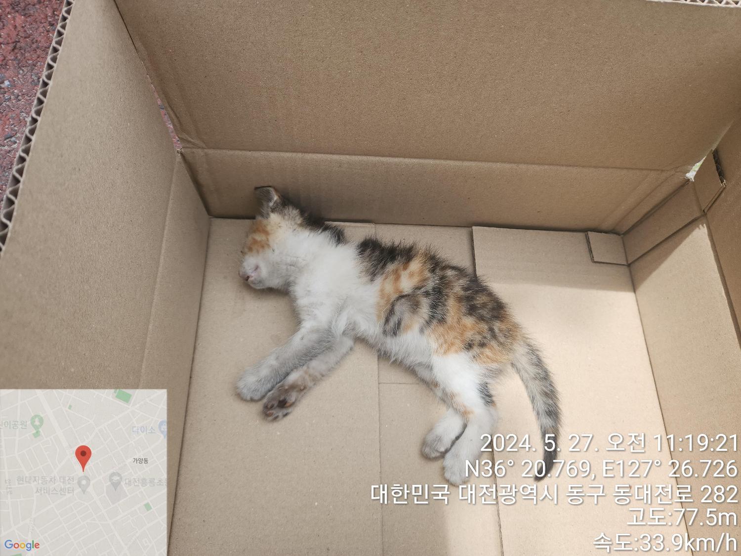 공고 번호가 대전-대덕-2024-00099인 한국 고양이 동물 사진  