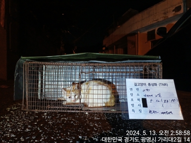 보호중동물사진 공고번호-경기-광명-2024-00293