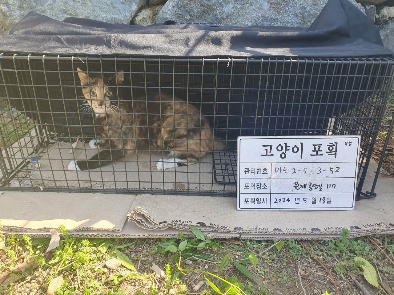 보호중동물사진 공고번호-경남-마산-2024-00696