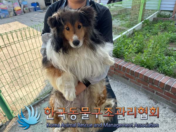 공고 번호가 서울-은평-2024-00115인 셔틀랜드 쉽독 동물 사진  