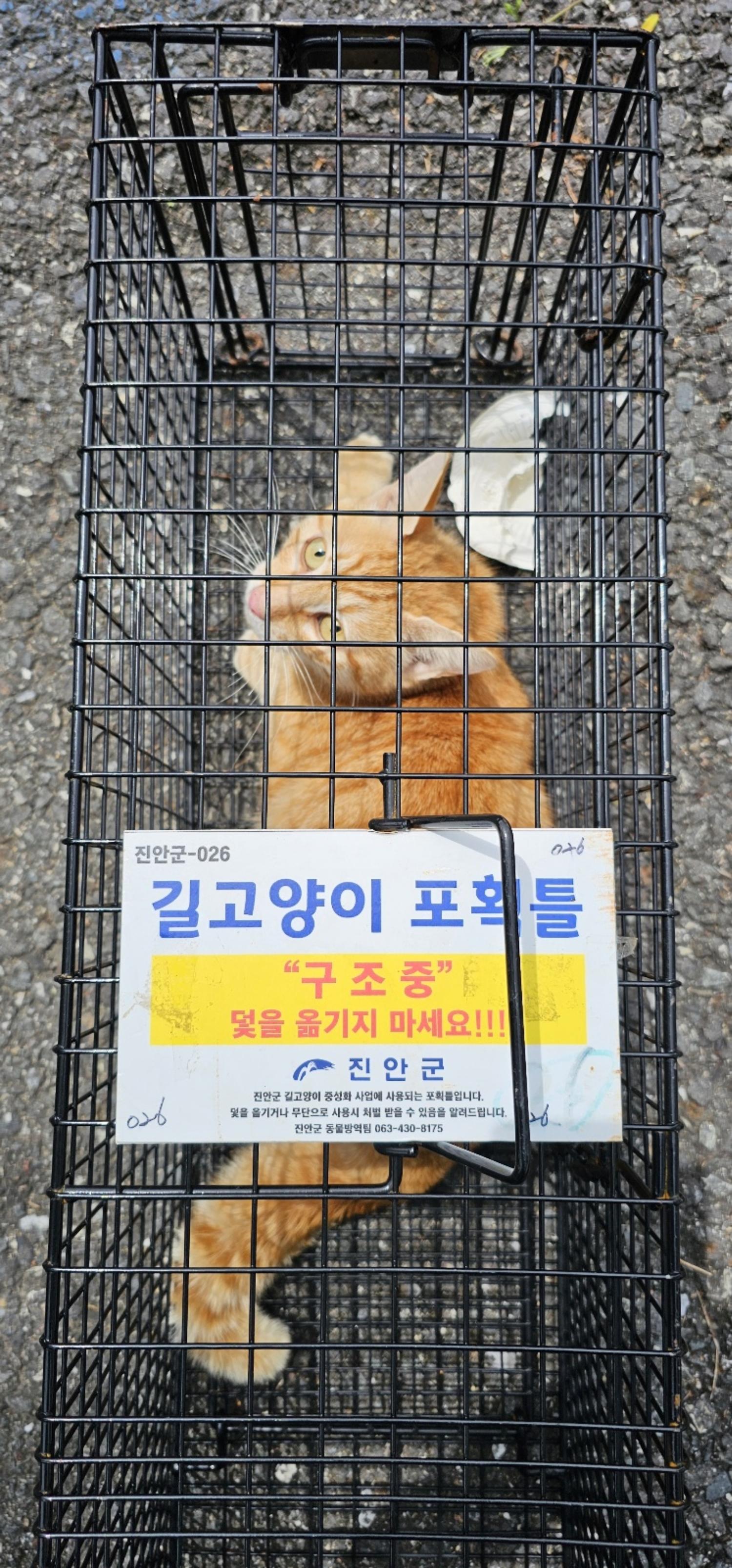 보호중동물사진 공고번호-전북-진안-2024-00293