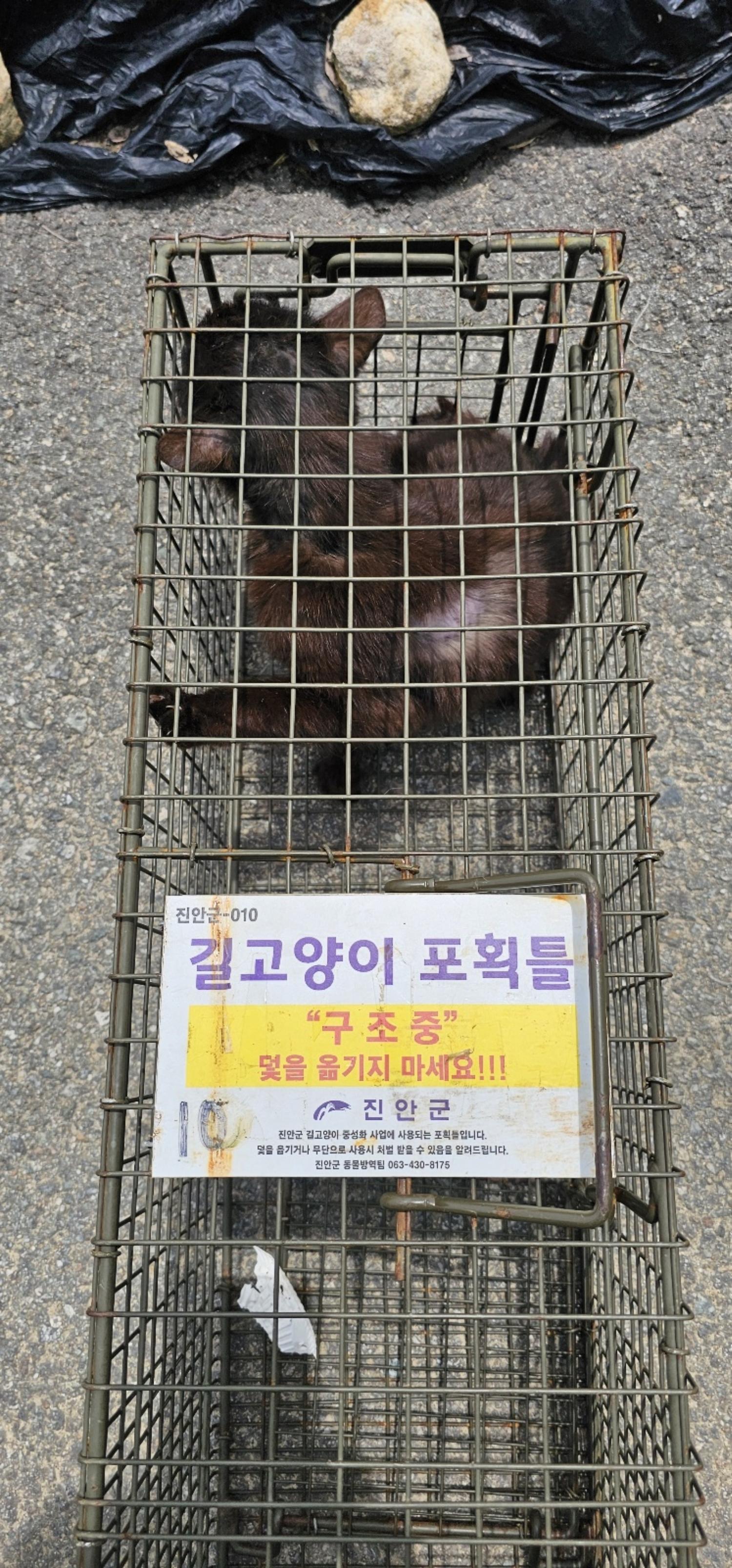 보호중동물사진 공고번호-전북-진안-2024-00289