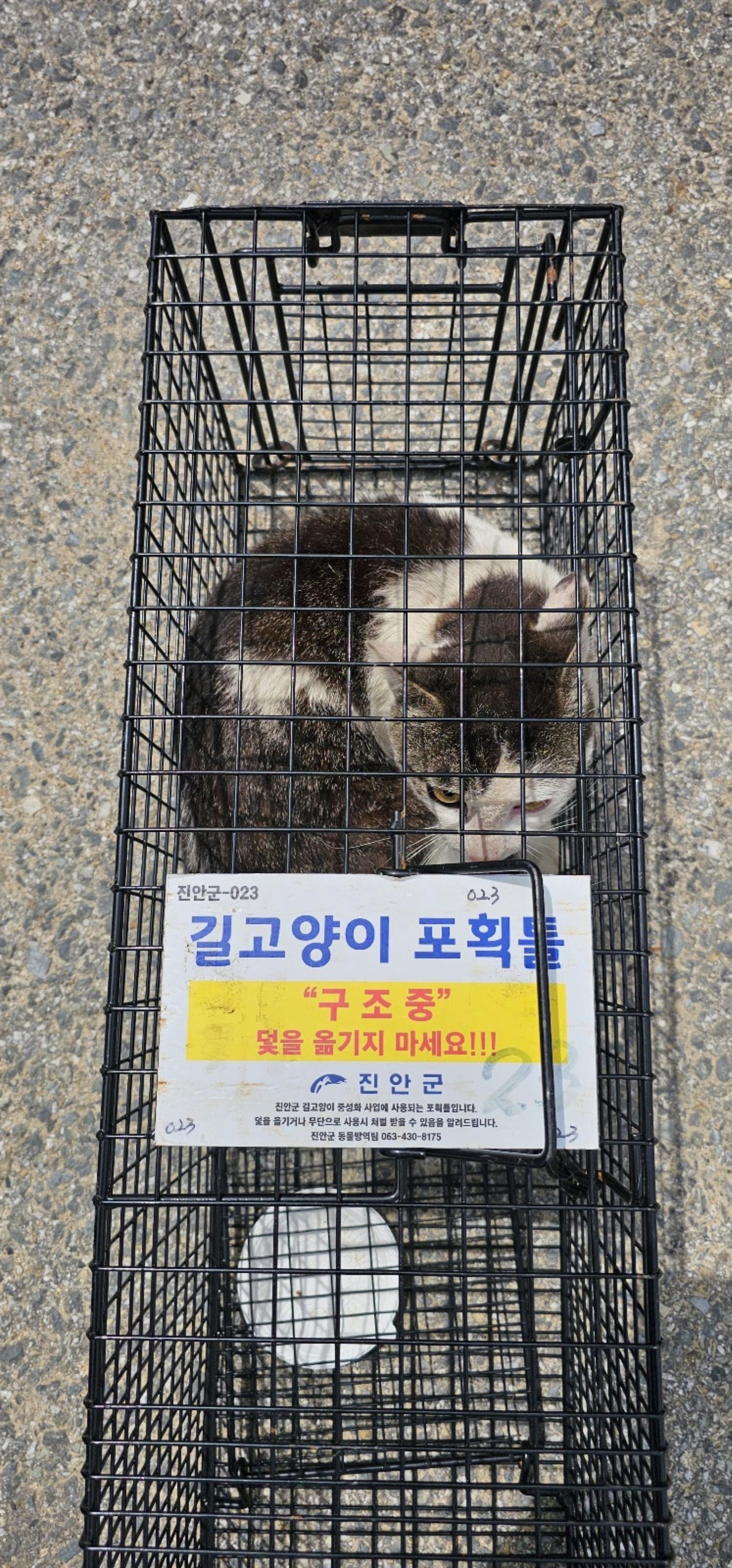 보호중동물사진 공고번호-전북-진안-2024-00292