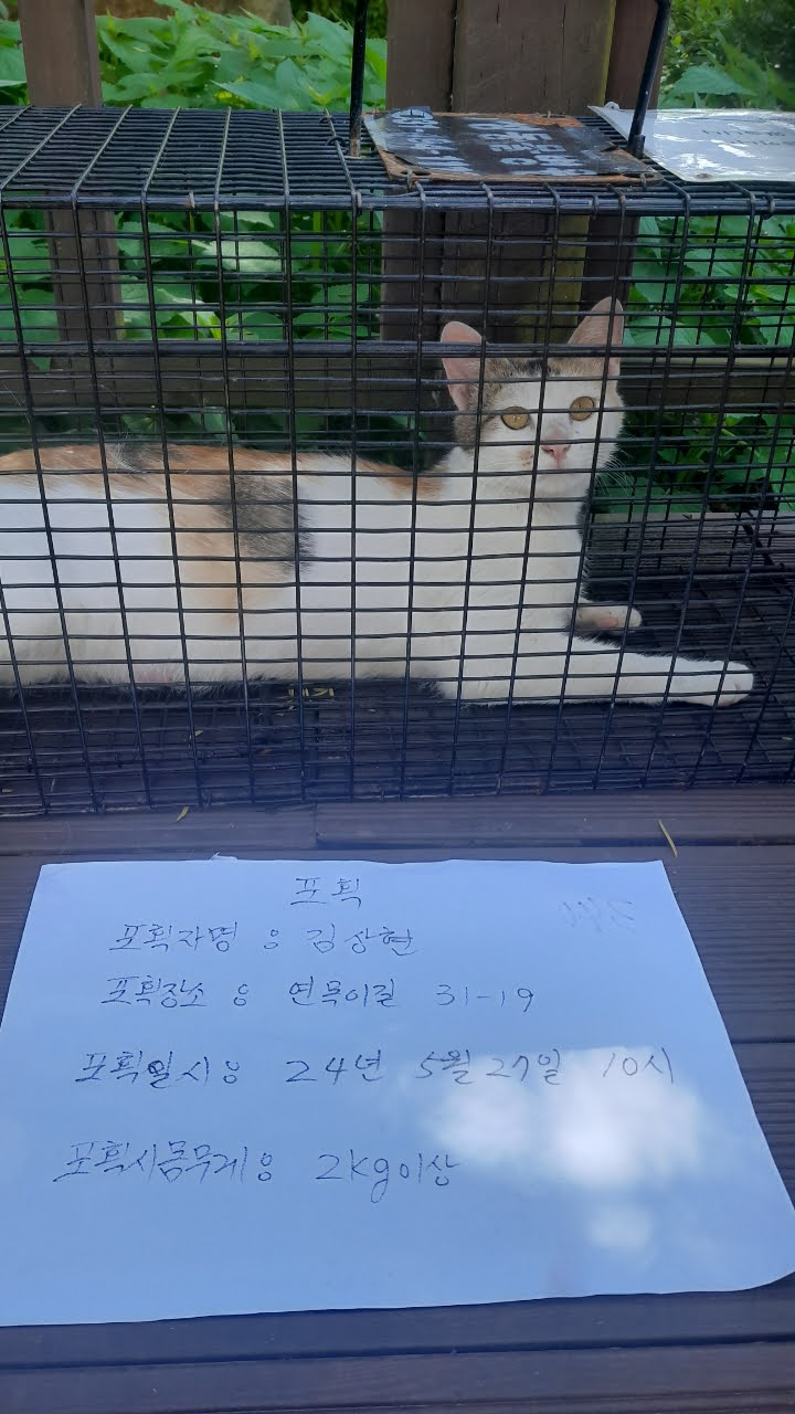보호중동물사진 공고번호-경기-안산-2024-00716