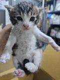 공고 번호가 충남-보령-2024-00226인 한국 고양이 동물 사진