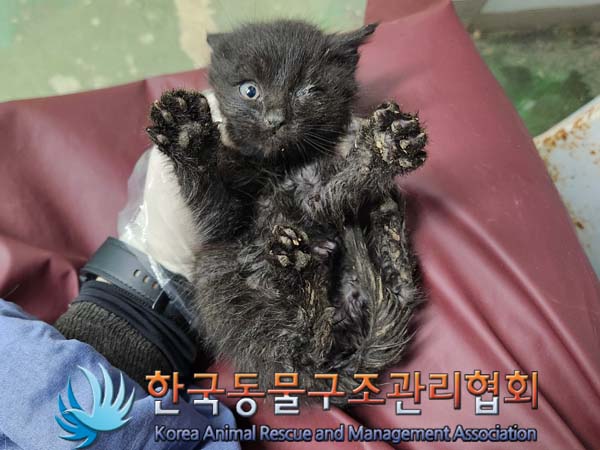 공고 번호가 경기-양주-2024-00291인 한국 고양이 동물 사진  