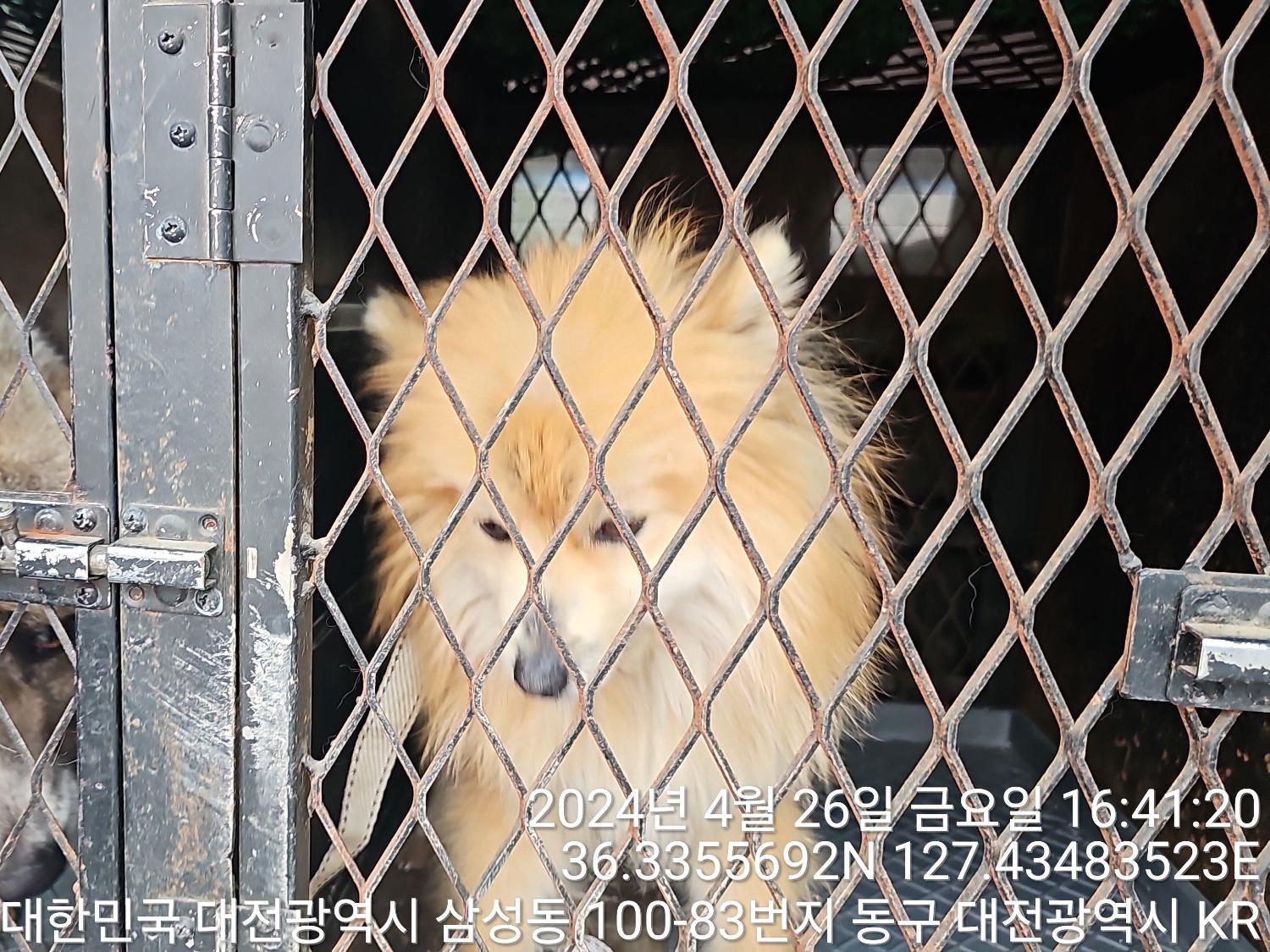 공고 번호가 대전-동구-2024-00115인 믹스견 동물 사진  