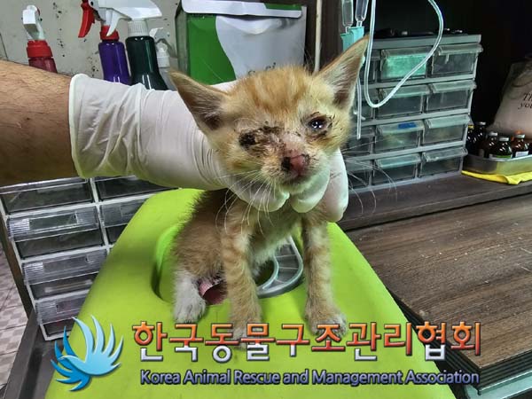 공고 번호가 경기-양주-2024-00311인 한국 고양이 동물 사진