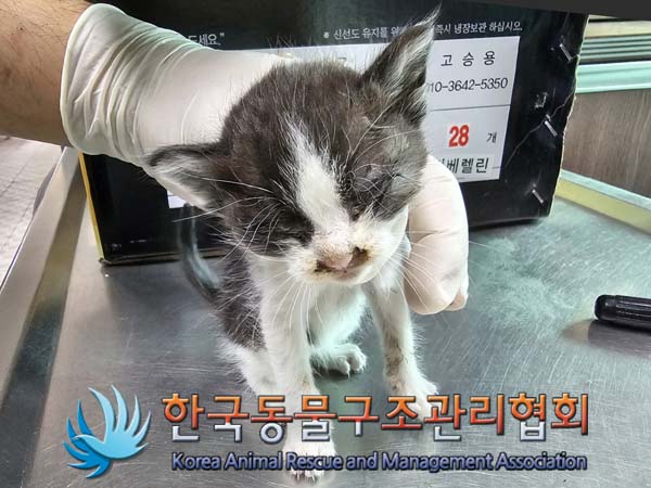 공고 번호가 경기-포천-2024-00452인 한국 고양이 동물 사진