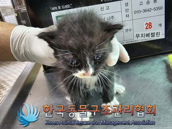 공고 번호가 경기-포천-2024-00450인 한국 고양이 동물 사진