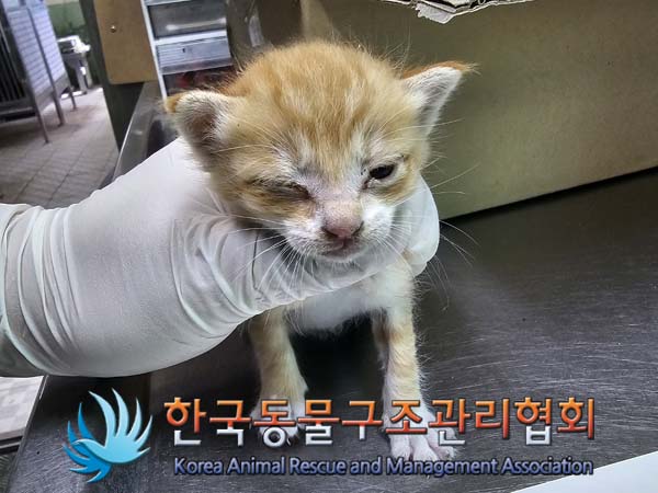 공고 번호가 경기-포천-2024-00455인 한국 고양이 동물 사진