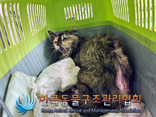 공고 번호가 서울-은평-2024-00068인 한국 고양이 동물 사진  