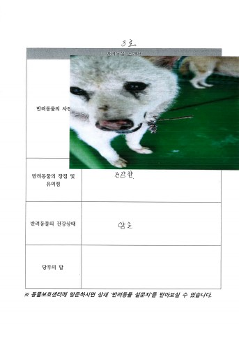 공고 번호가 전북-진안-2024-00077인 믹스견 동물 사진