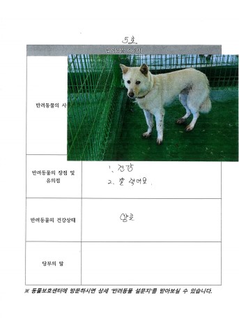 공고 번호가 전북-진안-2024-00079인 믹스견 동물 사진