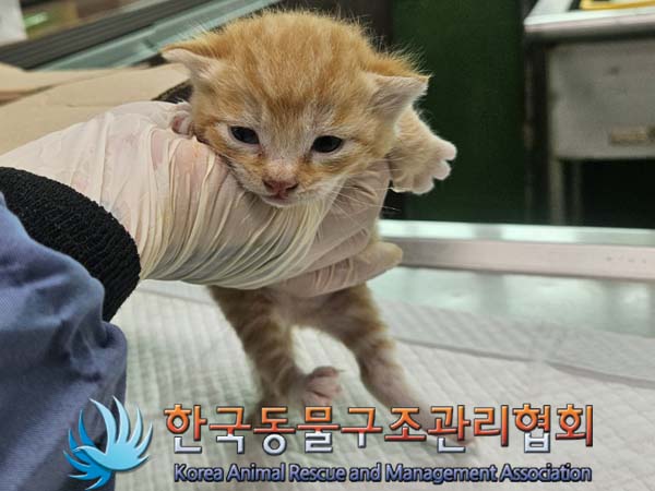 공고 번호가 경기-의정부-2024-00095인 한국 고양이 동물 사진