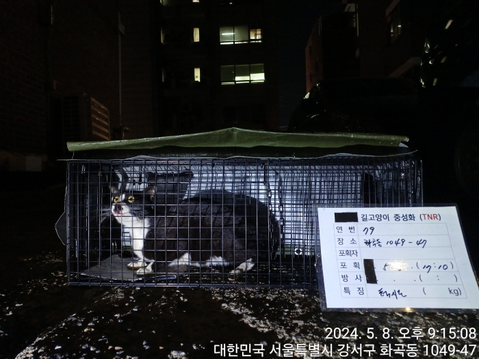 보호중동물사진 공고번호-서울-강서-2024-00169