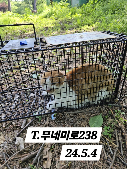 보호중동물사진 공고번호-인천-남동-2024-00277