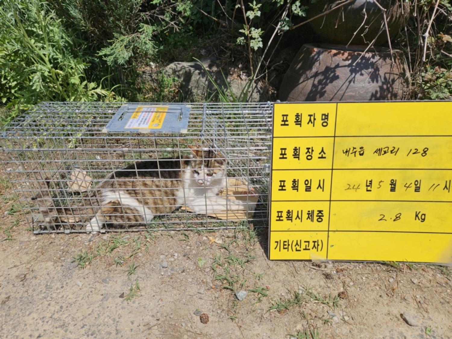 보호중동물사진 공고번호-충북-청주-2024-01107