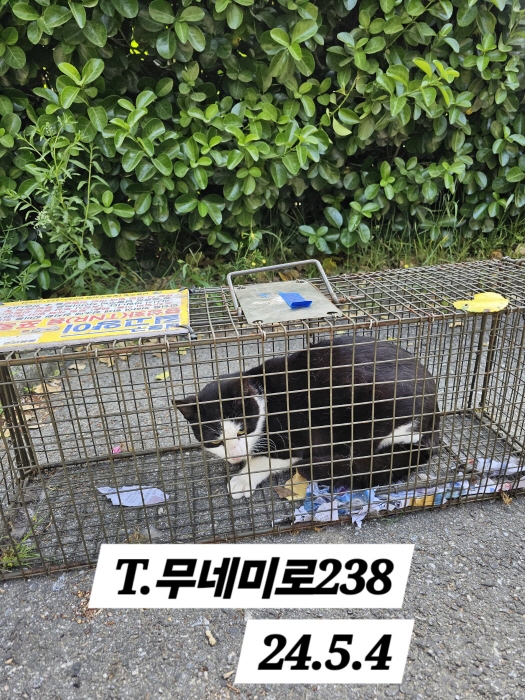 보호중동물사진 공고번호-인천-남동-2024-00276