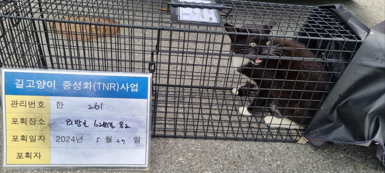 보호중동물사진 공고번호-경기-남양주-2024-01188