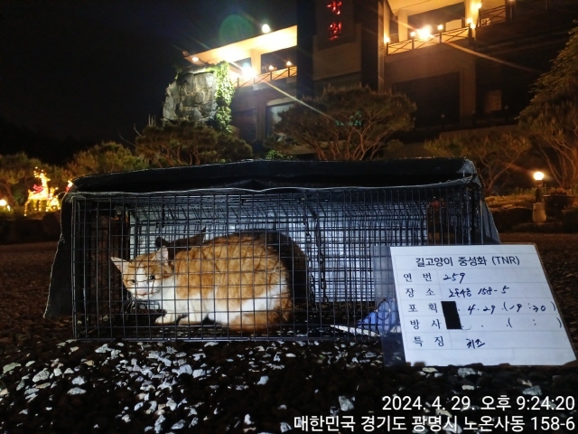 보호중동물사진 공고번호-경기-광명-2024-00260