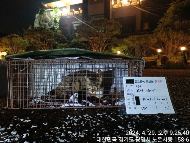 보호중동물사진 공고번호-경기-광명-2024-00261