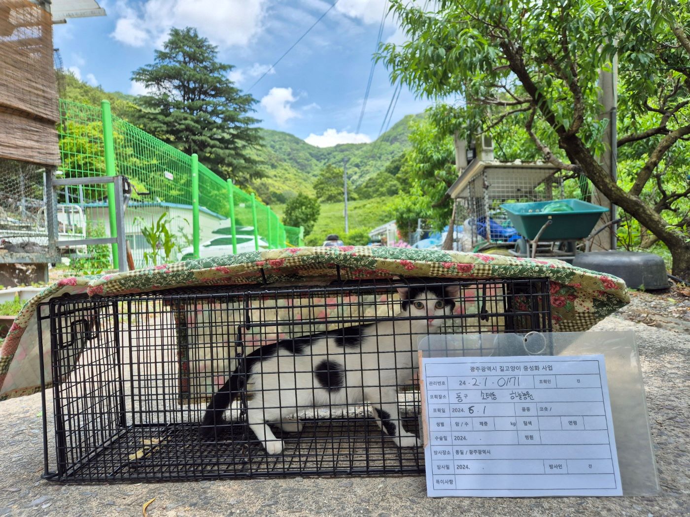 보호중동물사진 공고번호-광주-동구-2024-00168