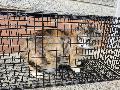 공고 번호가 경남-거제-2024-00142인 한국 고양이 동물 사진