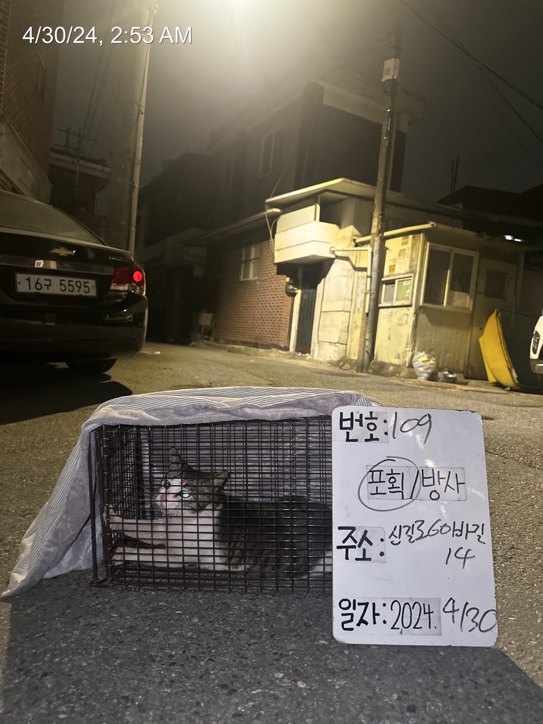 보호중동물사진 공고번호-서울-영등포-2024-00112