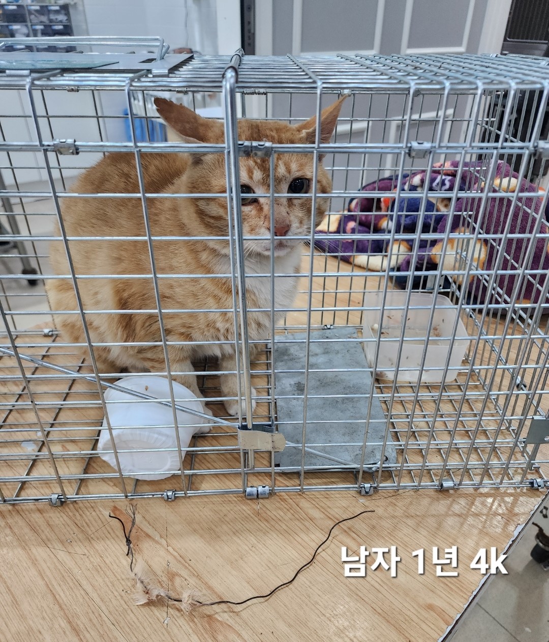 공고 번호가 충북-옥천-2024-00226인 한국 고양이 동물 사진