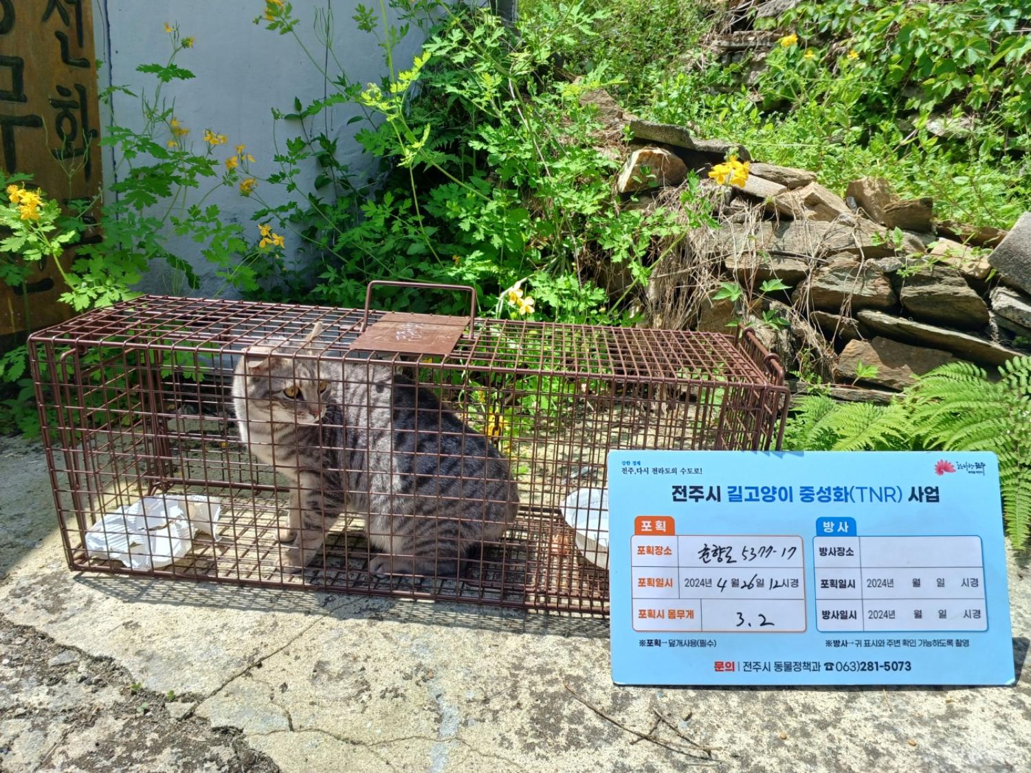 보호중동물사진 공고번호-전북-전주-2024-01031