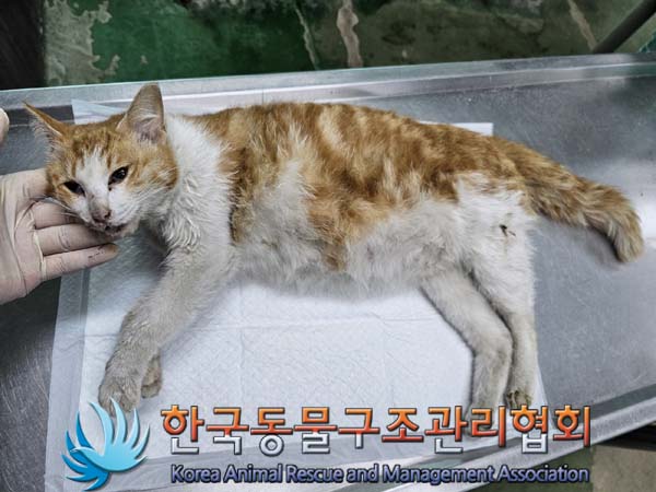 공고 번호가 서울-서초-2024-00028인 한국 고양이 동물 사진  