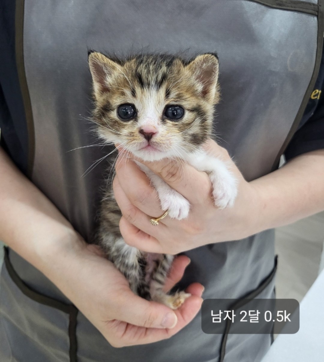 공고 번호가 충북-옥천-2024-00181인 한국 고양이 동물 사진
