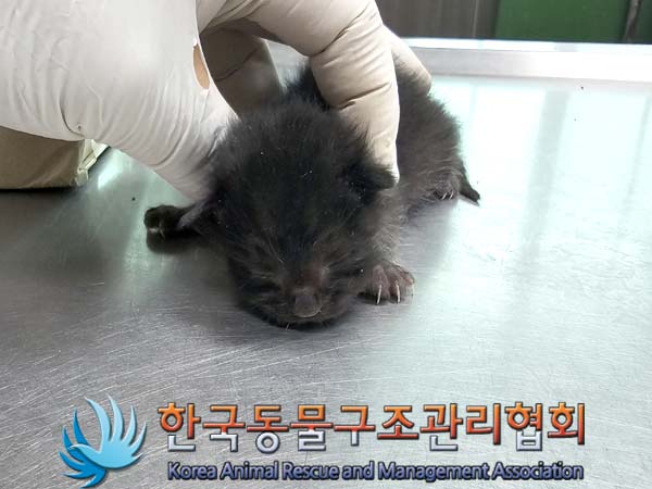공고 번호가 경기-포천-2024-00386인 한국 고양이 동물 사진