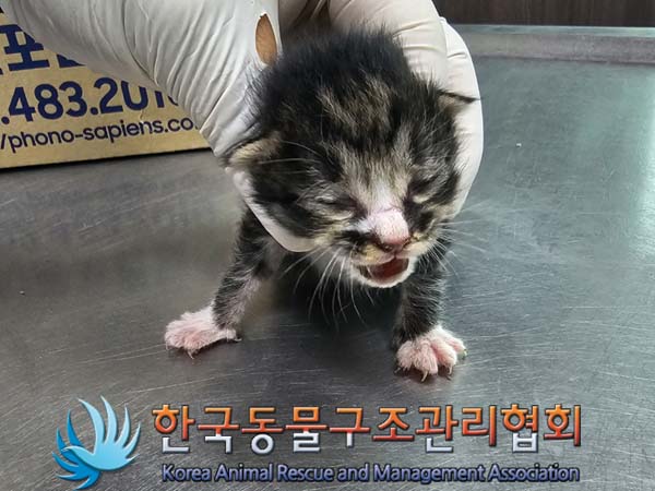 공고 번호가 경기-포천-2024-00383인 한국 고양이 동물 사진