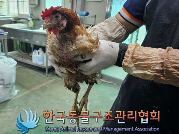 공고 번호가 서울-영등포-2024-00033인 기타축종 동물 사진