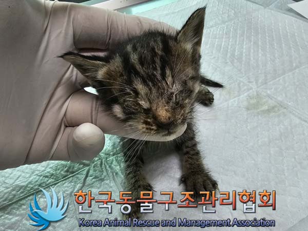 공고 번호가 서울-은평-2024-00087인 한국 고양이 동물 사진  