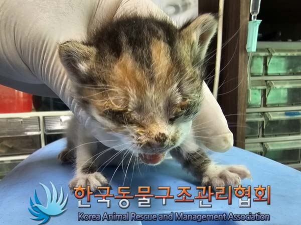 공고 번호가 서울-광진-2024-00036인 한국 고양이 동물 사진  