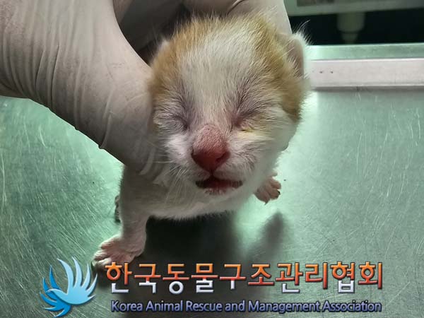 공고 번호가 서울-중랑-2024-00051인 한국 고양이 동물 사진  