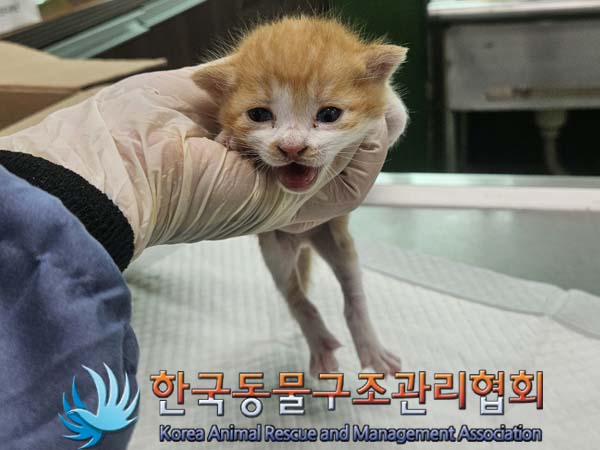 공고 번호가 경기-의정부-2024-00094인 한국 고양이 동물 사진
