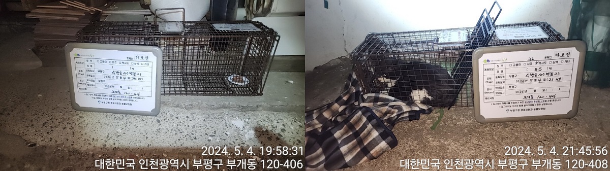 보호중동물사진 공고번호-인천-부평-2024-00098