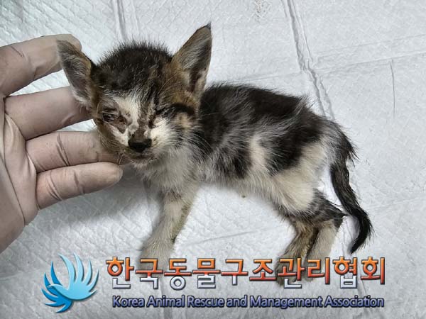 공고 번호가 경기-파주-2024-00492인 한국 고양이 동물 사진  